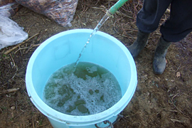 アクティブプラントを薄めた水